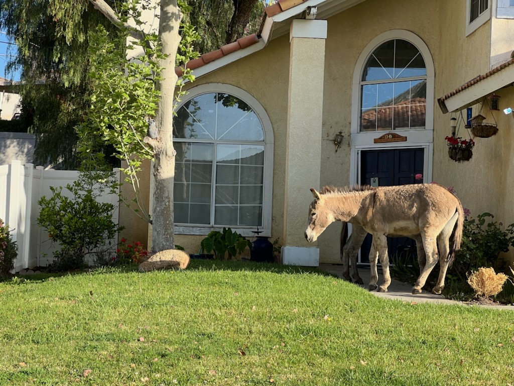 Wild Burro at my house